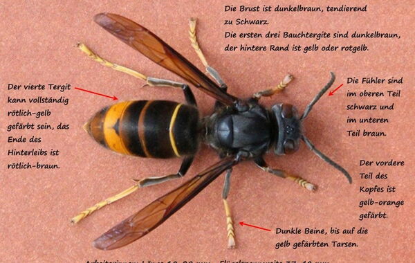 Asiatische Hornisse