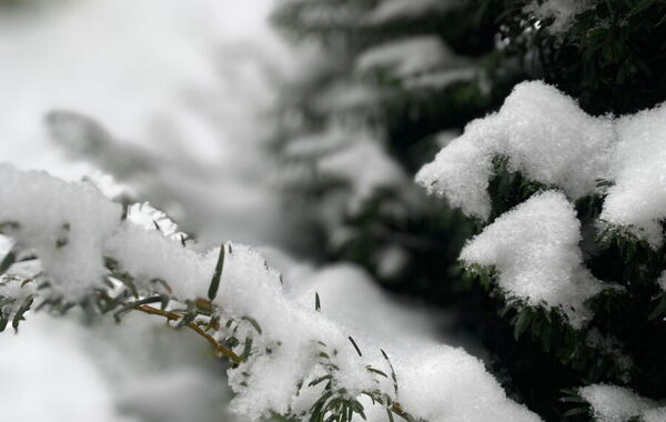 Schnee